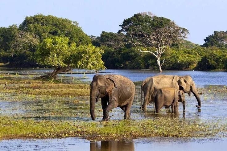 கதிர்காமம் அருகே யாலா தேசியப் பூங்காவில் வனவிலங்கு சஃபாரி